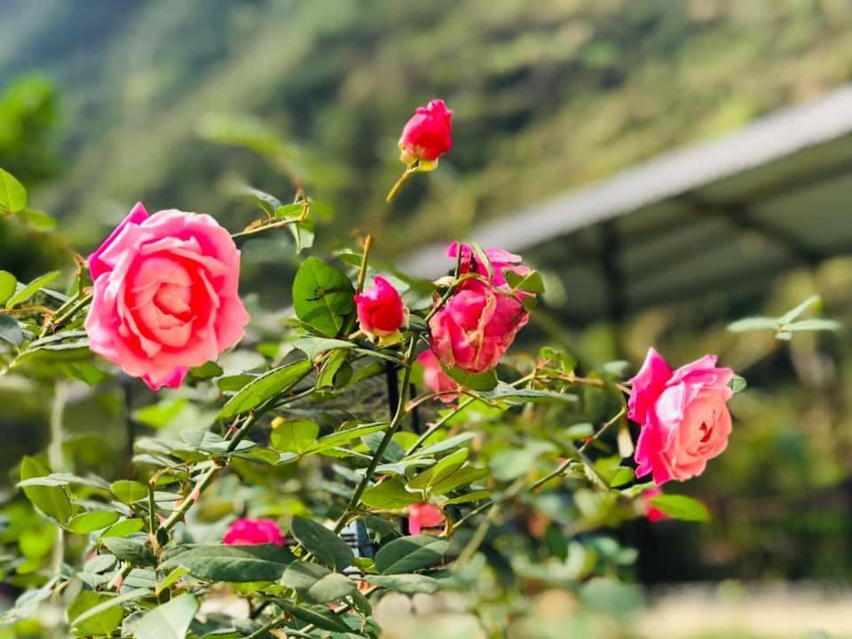 Diem Dung Chan Can Ty Ha Giang Exteriér fotografie